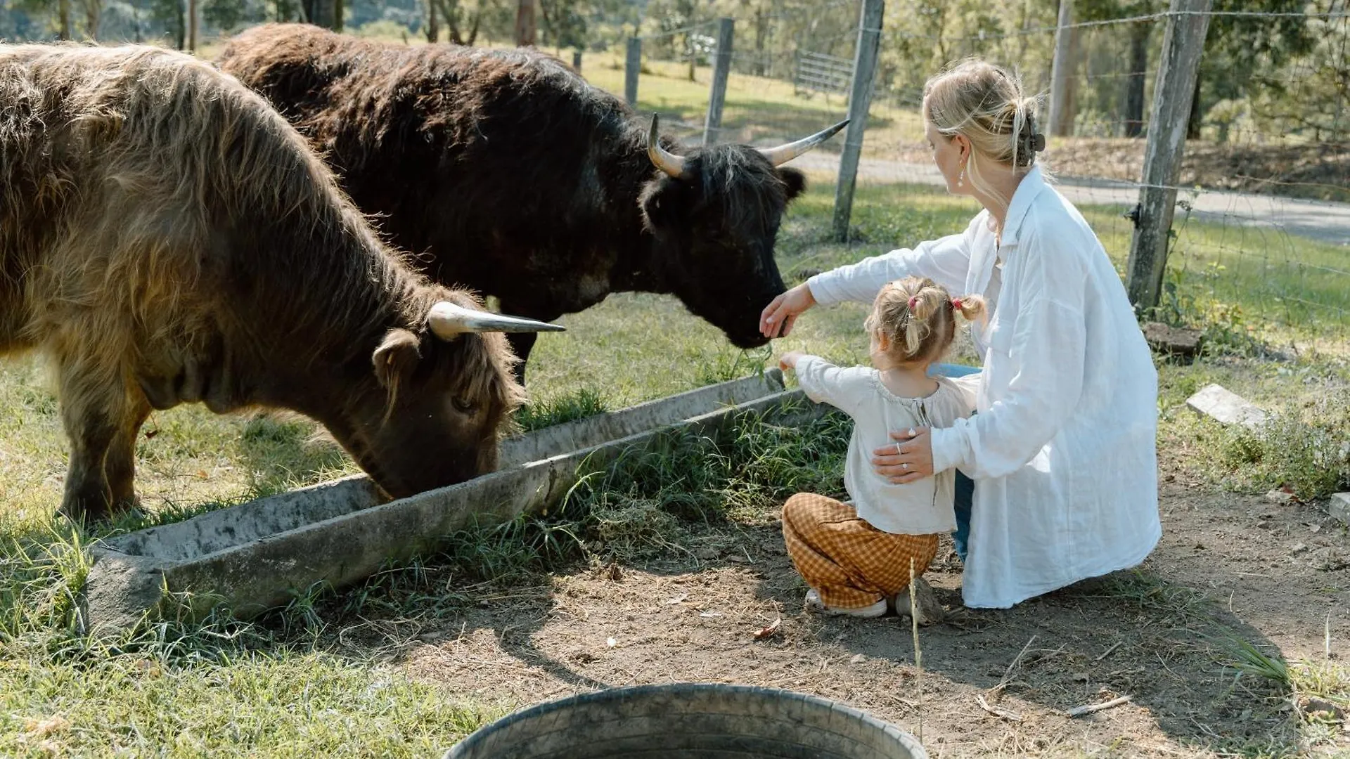 Family Fun On The Farm! Close To Kenilworth Stylish Feed Friendly Cows Breathtaking 360 Views Obi Obi